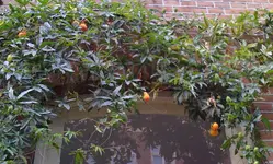 amsterdam_2.webp