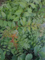 blauregen_1.webp