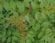 blauregen_2.webp