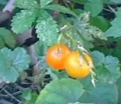 beeren_2.webp