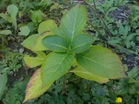 hortensie_1.webp