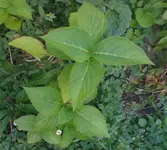 hortensie_2.webp