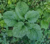 unbekannt_1.webp