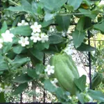 2_frucht_2.webp
