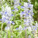 2_salbei_2.webp
