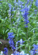 2_salbei_3.webp