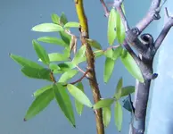 2_olivenbaum.webp