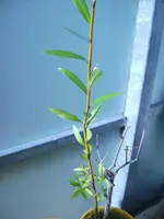 2_olivenbaum_2.webp