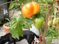 tomate mit hund.webp