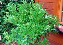 calamondin1.webp