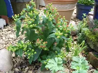 Blumen 044.webp