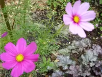 Blumen 038.webp