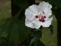 Blumen 053.webp
