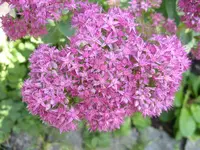 Fette Hennen 004.webp