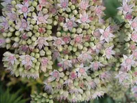 Fette Hennen 008.webp