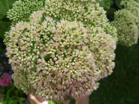 Fette Hennen 010.webp