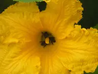 2009  Garten - 8 - 002.webp