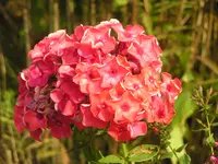 2009  Garten - 8 - 025.webp