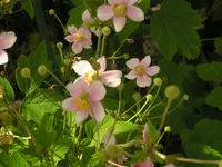 2009  Garten - 8 - 132.webp