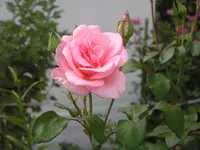 2009  Garten - 8 - 149.webp