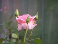 2009  Garten - 8 - 177.webp