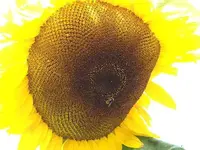 CIMG6072.webp