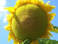 CIMG6073.webp
