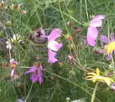 2009  Garten - 8 - Stieglitz 1.webp