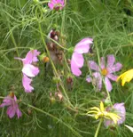 2009  Garten - 8 - Stieglitz 7.webp