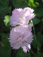 20080511_5430.webp
