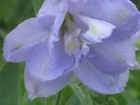 010.webp