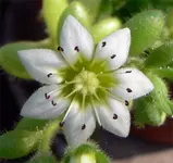 HimalayaF60206.webp