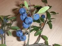 HPIM3027.webp