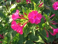 IMG_2365.webp