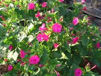 IMG_2364.webp