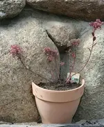Topf bepflanzt_klein.webp
