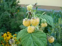 gelbe Himbeeren.webp