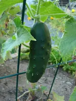Gurke mit Stacheln.webp