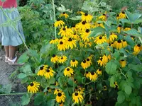 Herbstboten.webp