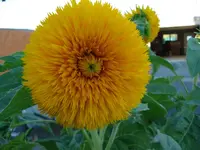 Plüschsonnenblume.webp