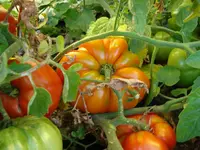 Tomatenriesen.webp