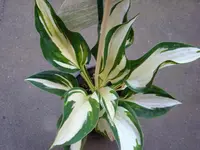 DSCI0706.webp