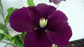 K800_Einzelblüte.webp