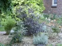 Blumen 071.webp