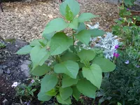 Blumen 061.webp