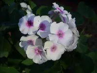 Blumen 075.webp