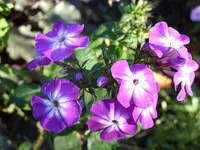Blumen 076.webp