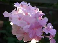 Blumen 077.webp