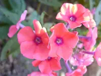 Blumen 078.webp