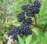 Waldbeeren schwarz.webp